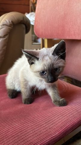 Katzenbabys vom Land