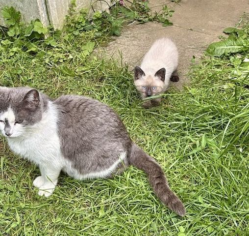 Katzenbabys vom Land