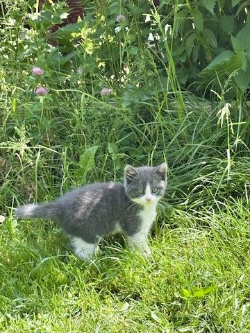 Katzenbabys vom Land
