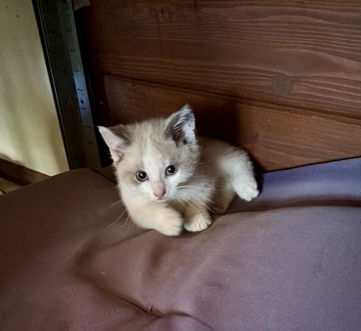 Katzenbabys vom Land