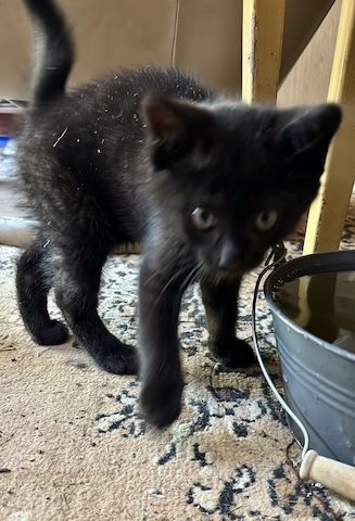 Katzenbabys vom Land