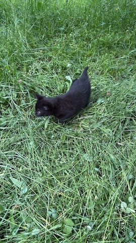 Katzenbabys vom Land