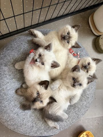 BKH Babykatze Kitten