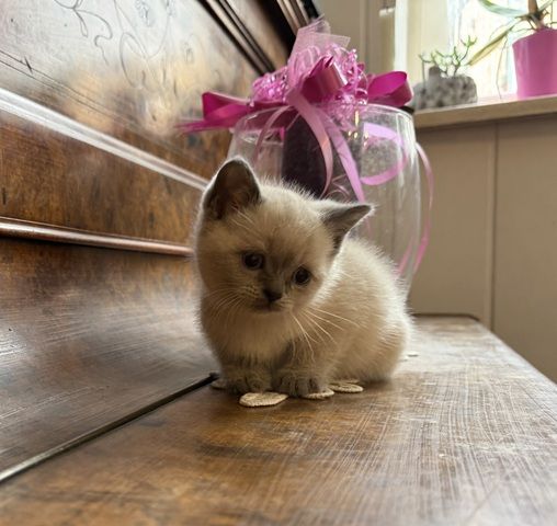 BKH Babykatze Kitten