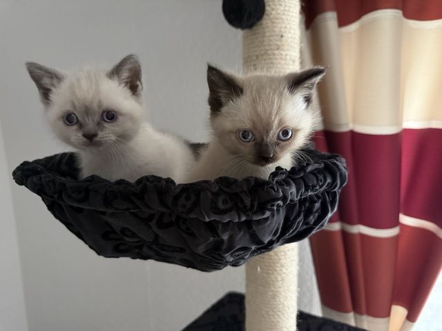 BKH Babykatze Kitten