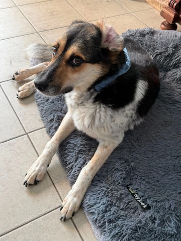 Carlos (Schon auf Pflegestelle in Deutschland :)