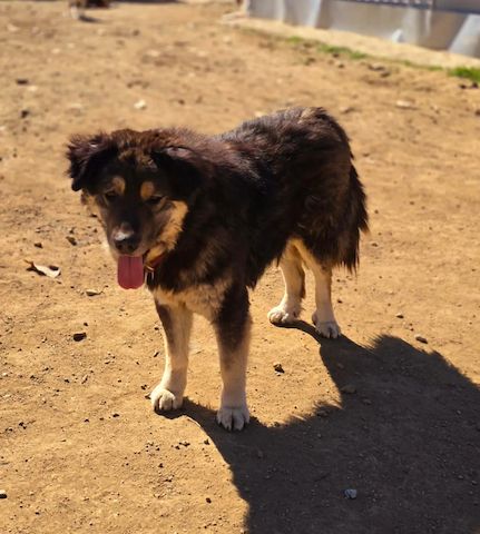 Notfellchen Milow
