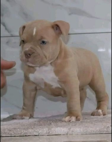 American Pitbull-Welpen mit Papier