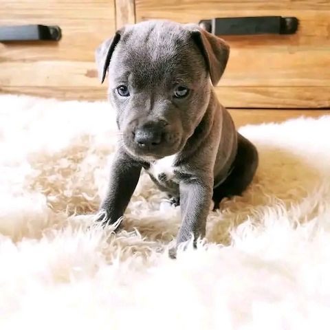American Pitbull-Welpen mit Papier