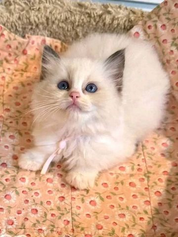 Zu Hause aufgezogene Ragdoll-Kätzchen