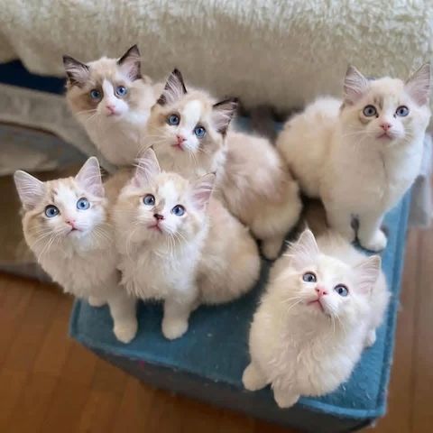 Zu Hause aufgezogene Ragdoll-Kätzchen