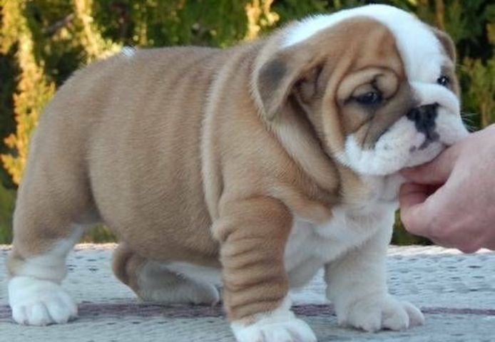 Reinrassige Englische Bulldoggen abzugeben.