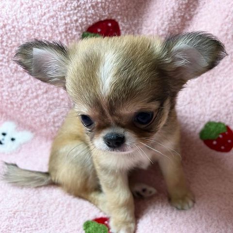 Super süße Chihuahua Welpen
