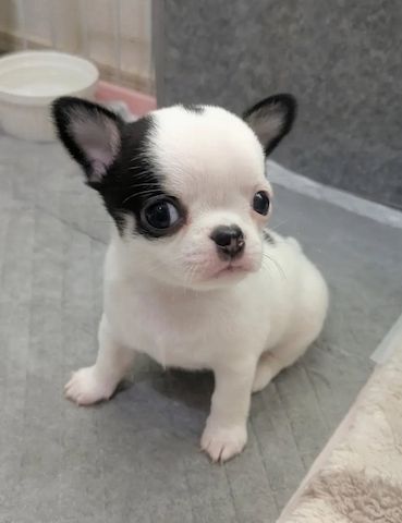 Super süße Chihuahua Welpen
