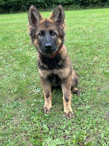 Dt.Schäferhund Welpen, VDH/SV, rote Papiere