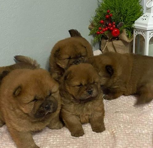 Chow Chow Welpen Abgabebereit
