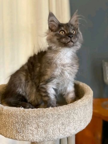 Maine-Coon-Kätzchen mit Papier
