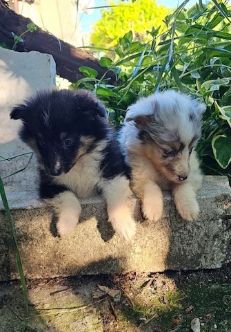 Sheltie-Mädchen