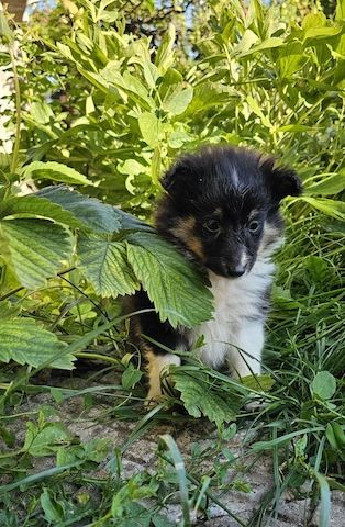 Sheltie-Mädchen
