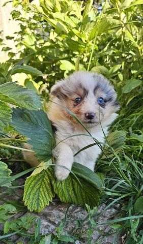Sheltie-Mädchen