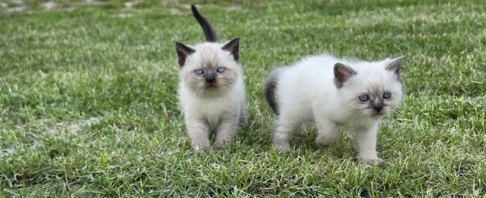 BKH sucht neue Familie