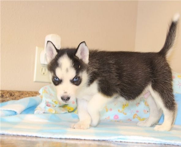 Wunderschöne Siberian-Husky-Welpen (Rüden und Hündinnen) abzugeben.