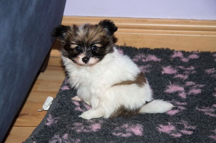 Papillon-Welpen