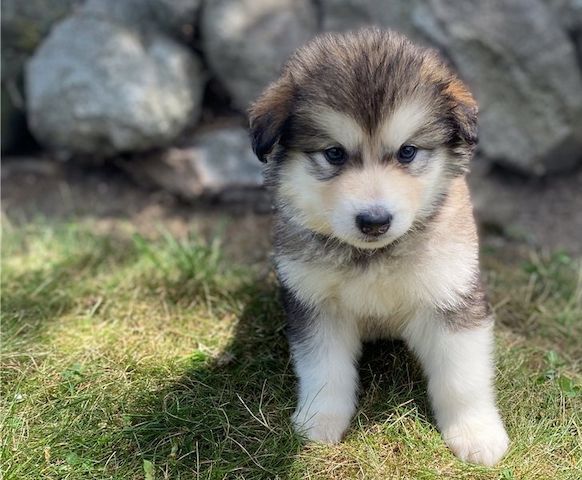 Alaskan-Malamute-Welpen verfügbar