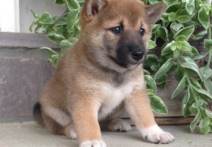 Shiba Inu-Welpen