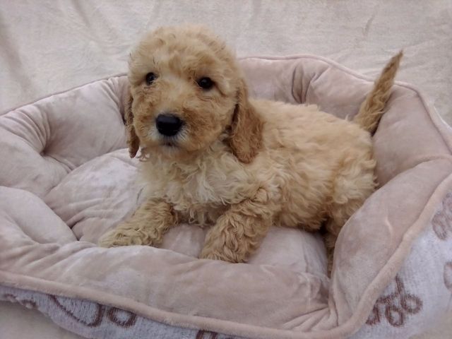 Goldendoodle-Welpen verfügbar