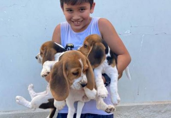 Beagle-Welpen