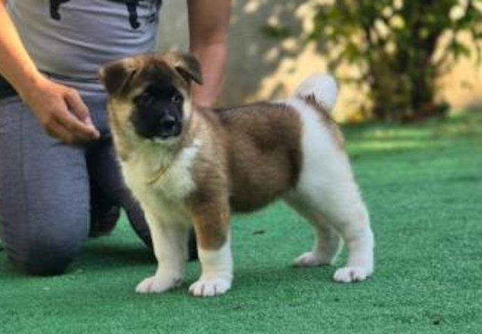 Akita-Welpen verfügbar