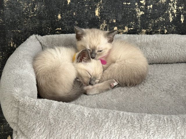 Siam Kitten