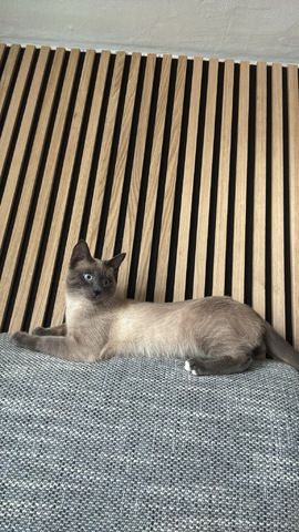 Siam Kitten