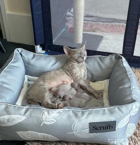 Wunderschöne Devon Rex-Kätzchen