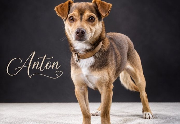 Anton - freundlich und ausgeglichen