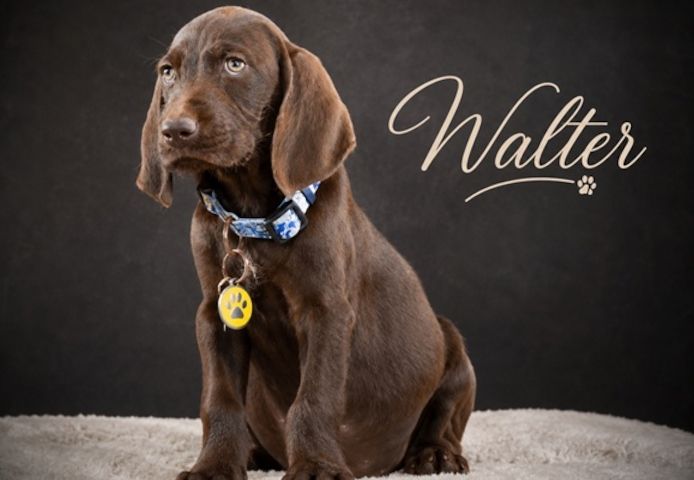 Walter - sanfter Junge