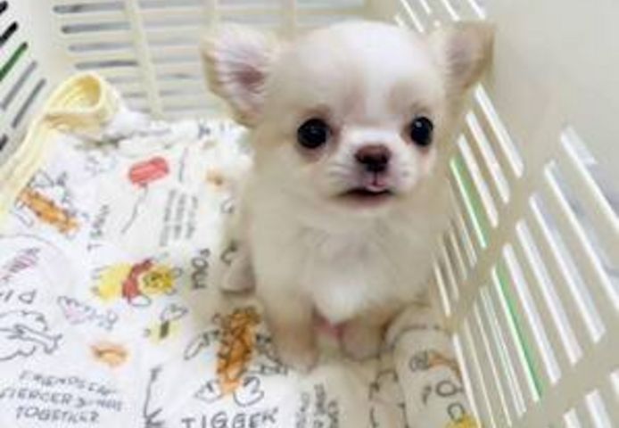 Chihuahua-Welpen&nbsp;
