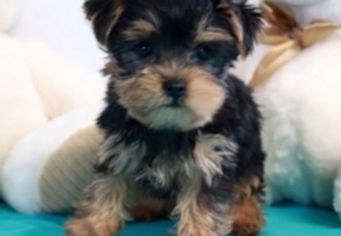 Yorkie Welpen verfügbar