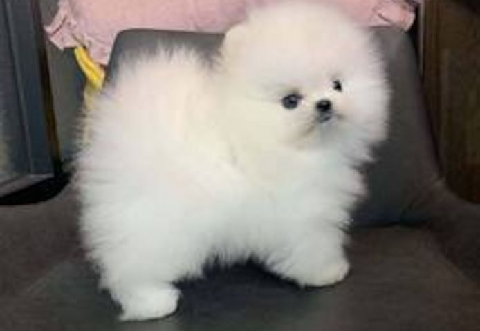 Pomeranian Welpen in Würzburg kaufen