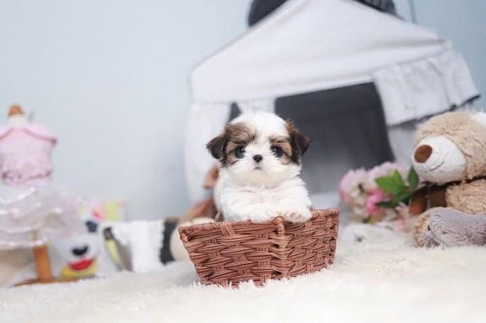 Shih Tzu Welpen in Berlin kaufen