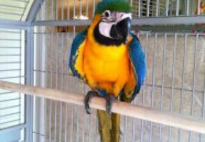 Blauer und goldener Ara-Papagei