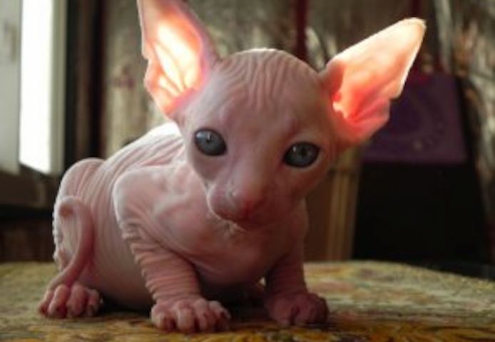 Sphynx-Kätzchen jetzt erhältlich