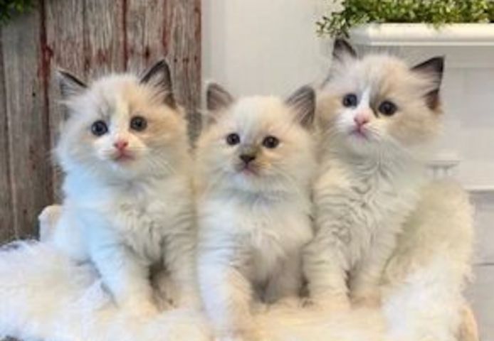 Zu Hause aufgezogene Ragdoll-Kätzchen