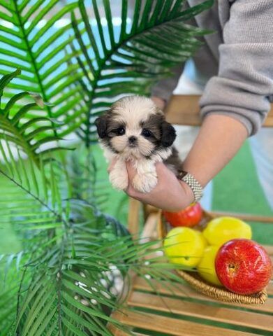 Männliche und weibliche Shih Tzu-Welpen.