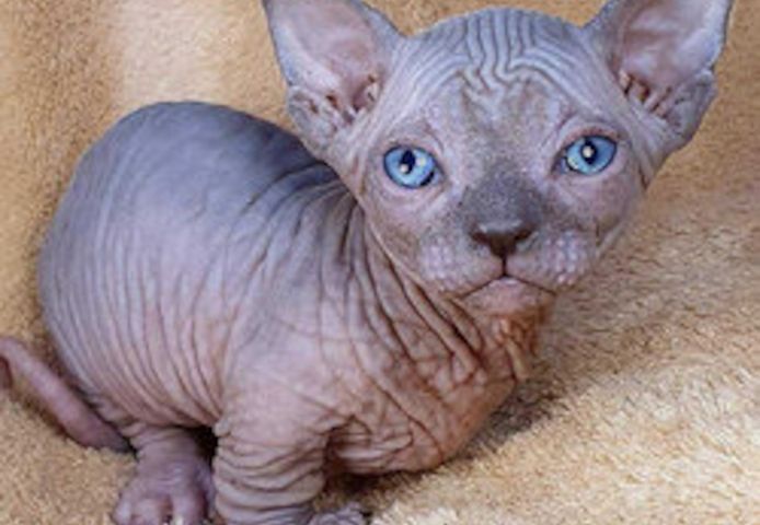 Sphynx-Kätzchen jetzt erhältlich