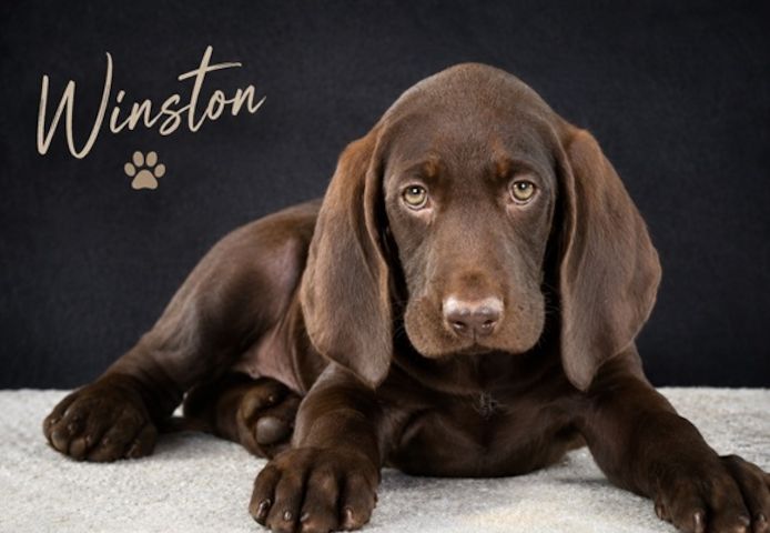 Winston - fröhlicher Bursche