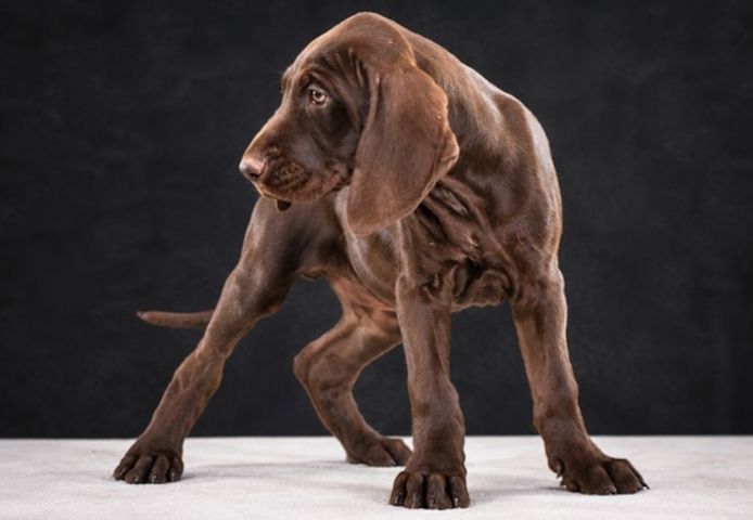 Winston - fröhlicher Bursche