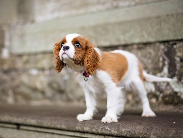 Cavalier-King-Charles-Welpen zu verkaufen.