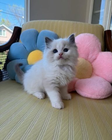 Ragdoll-Kätzchen